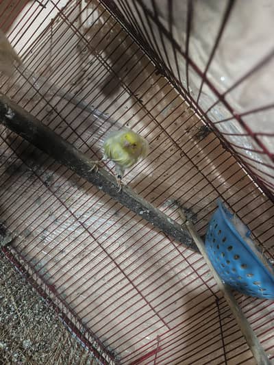 Canary pair with DNA Breader Pair