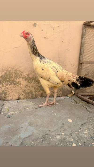 Aseel Jawa Female | Hen | Jawa | Murgi | Mianwali Jawa Hen