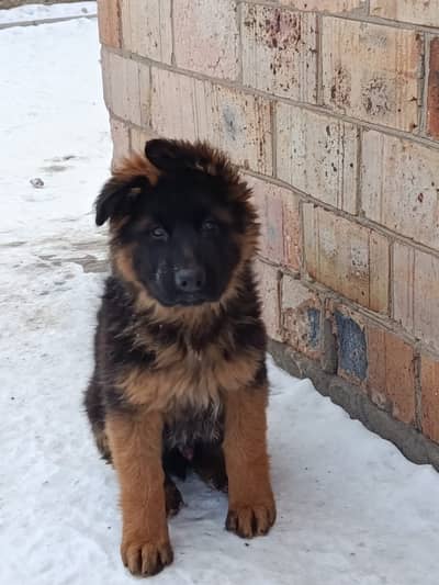 German shepherd
