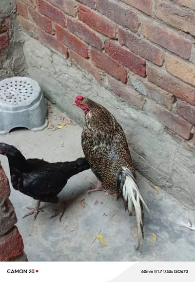 Aseel hen and egg for sale call number 03157919194