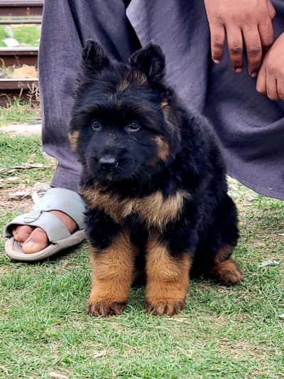 triple coat gsd lowbak female available for sale