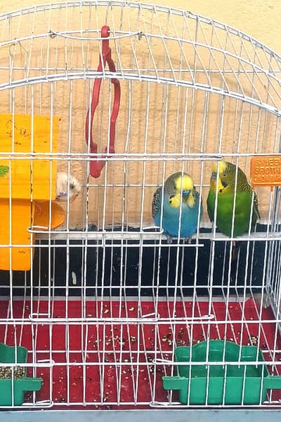 The White Female ( Premium). Blue Male ( Mature)