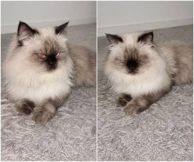 Male Himalayan Stud Cat Available for Mating - 21 months old
