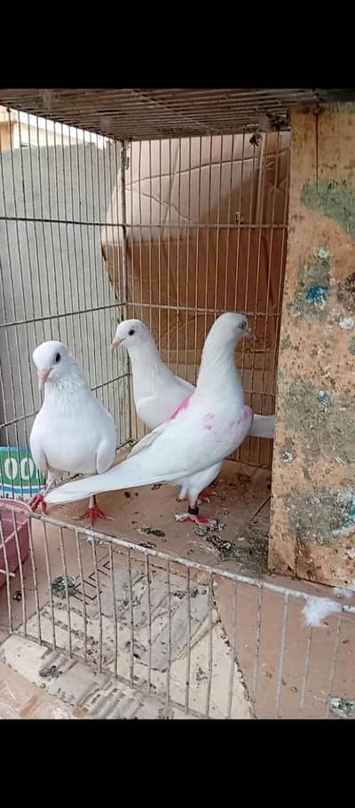 patti wala pair. 03283998830