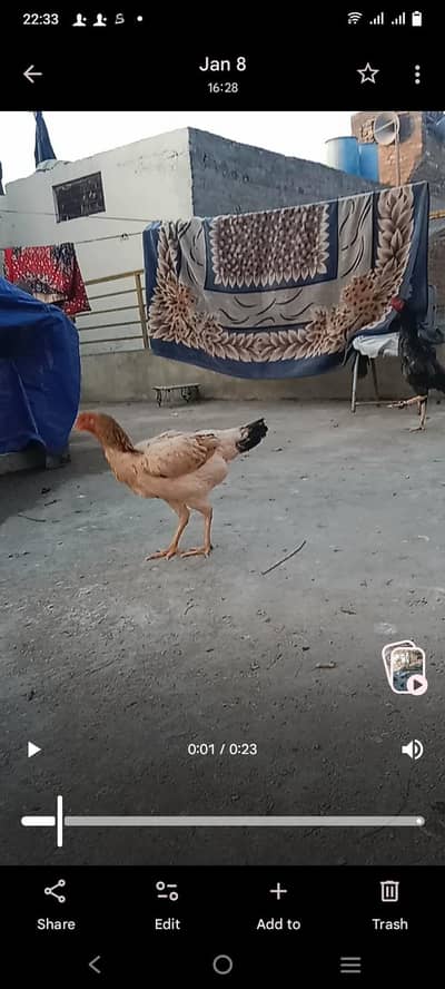 very beautiful healthy  hen