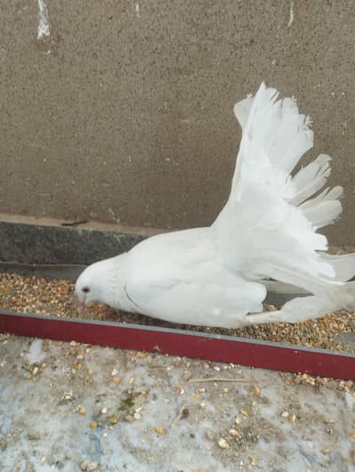 White Laka Breader Pair