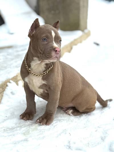 American bully