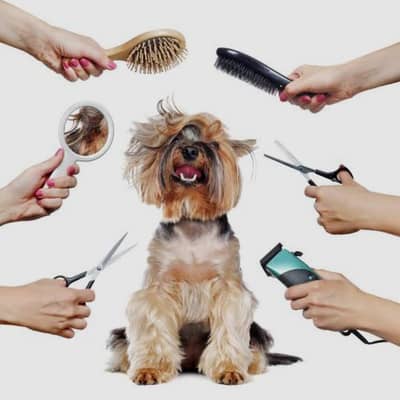 apni cats and dogs ki grooming karvaya just 1500 main