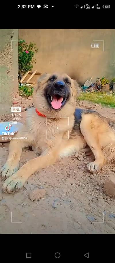 German Shepherd Female| Long Coat Female | Dog For Sale | Female dog