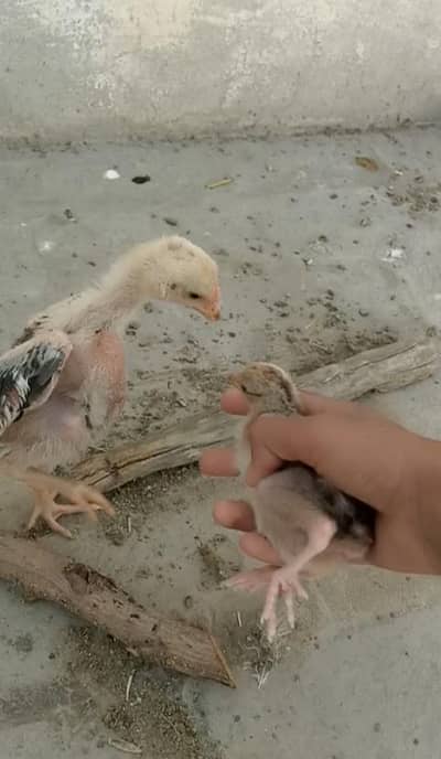 Aseel chiks for sell pure Quality male and female