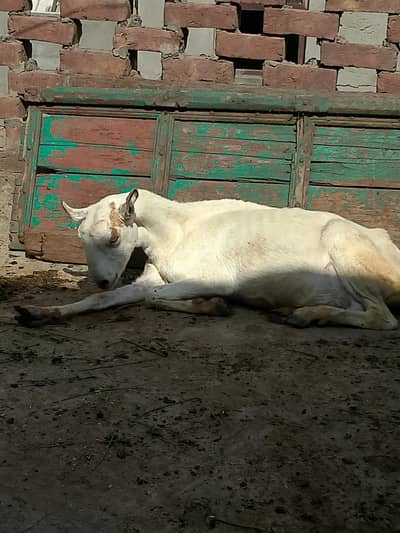 tadi seeng wali . . or barbari. dono cross hn