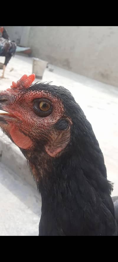 Thai aseel murgiyan for sale