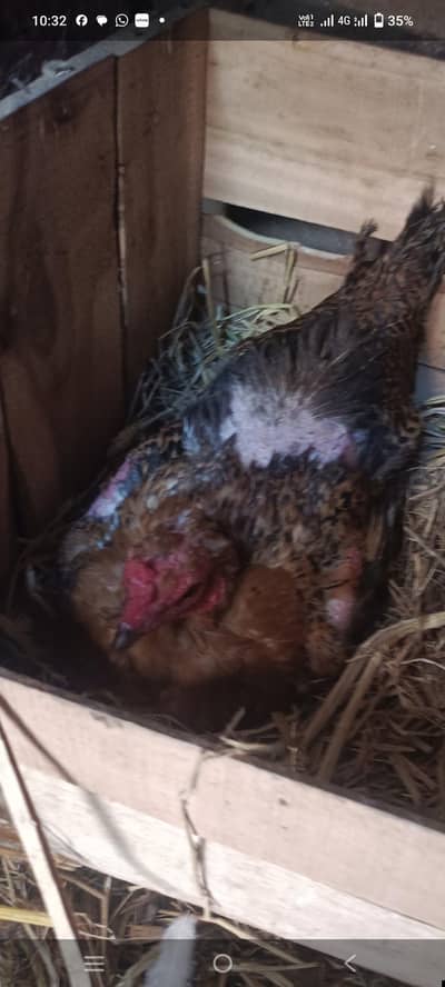 pure desi pakki kurak mugrghi