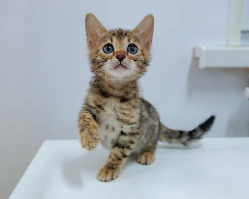 Bengal 0