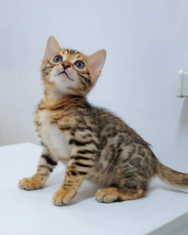 Bengal 1
