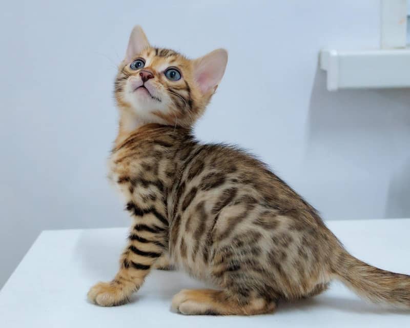 Bengal 3