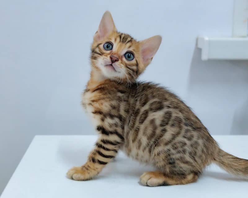 Bengal 4