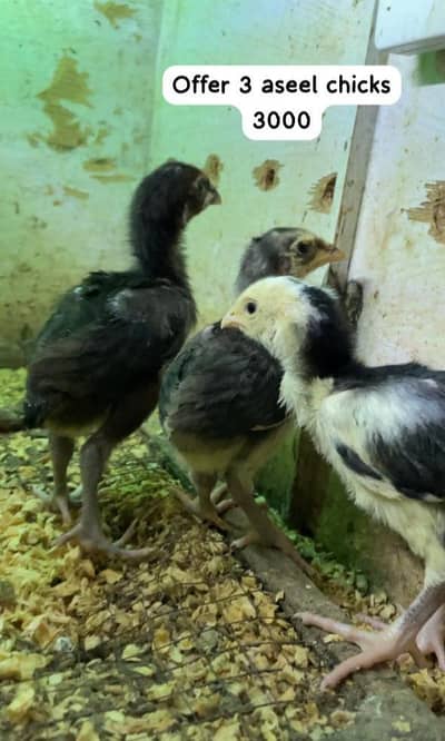 ASEEL CHICKS | MIANWALI ASEEL CHICKS | MALE | FEMALE