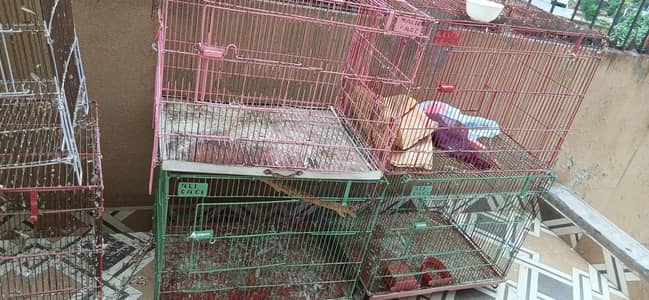 1 season used cocktail size cages 6 pieces available