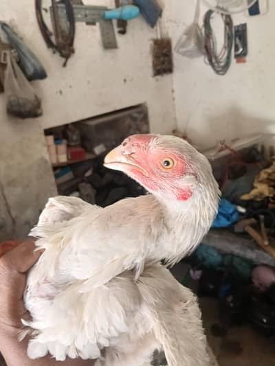 Indian parrot baek aseel