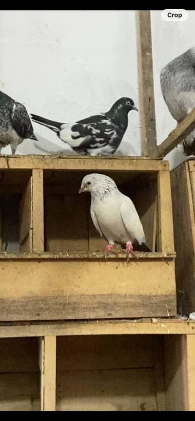 breeder setup for sale