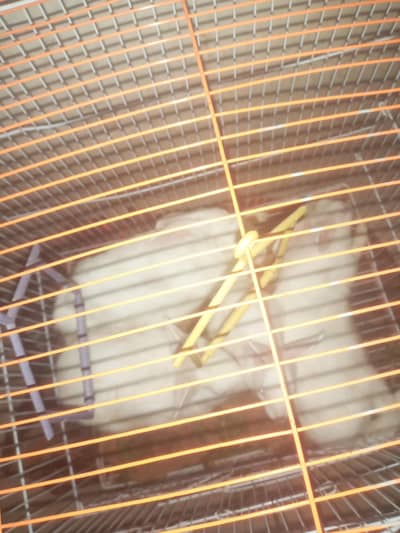 khargosh 4 hai 2 bary 2 choty jori hai male female bachy bhi jaldi kar