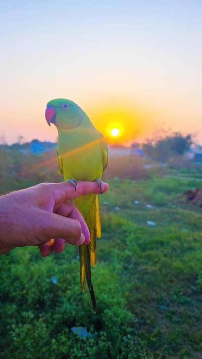 green ring nick hand tamed