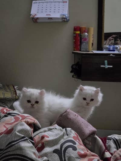 Persian Kitten For Sale (Read the Description Carefully)