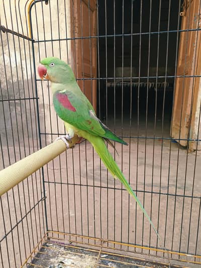 kashmiri Raw parrot