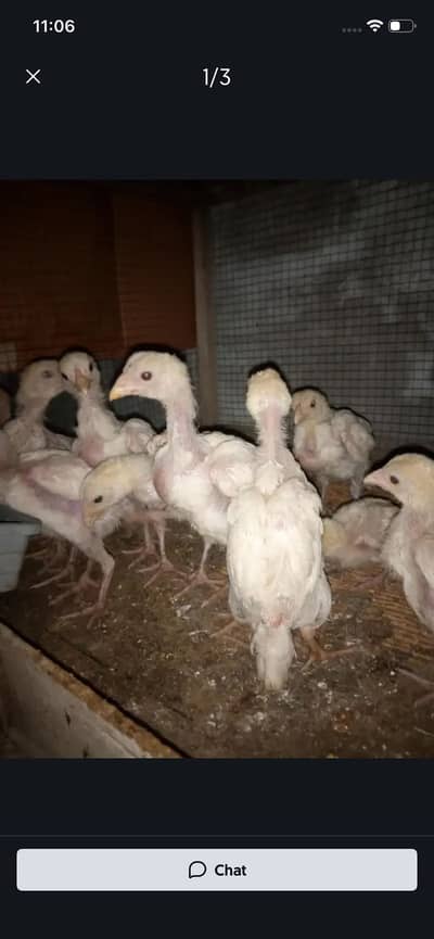 Paper white chicks ha gar ke breed ha