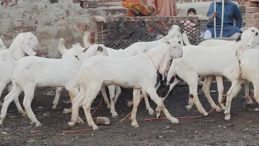 11 bkre Hain healthy Hain sb 2 dant hy ab rajnpuri hain