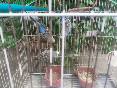 Budgies for sell with cage