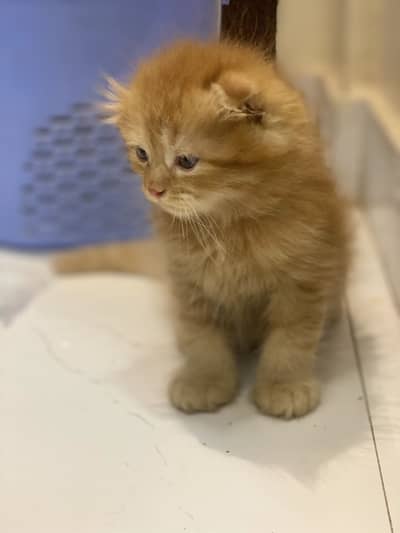 Scottish Fold / British Shorthair