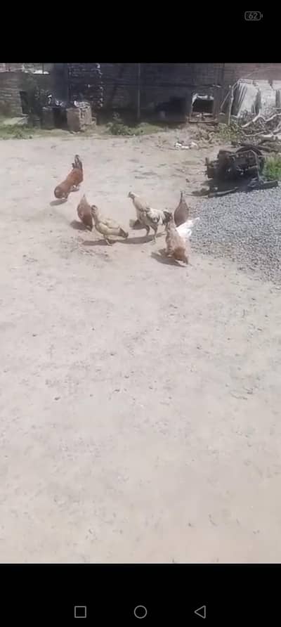 arjan sale dasi Margiyan