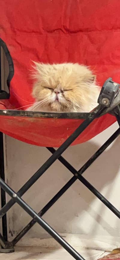 High quality peki top of the line breeder  female cat