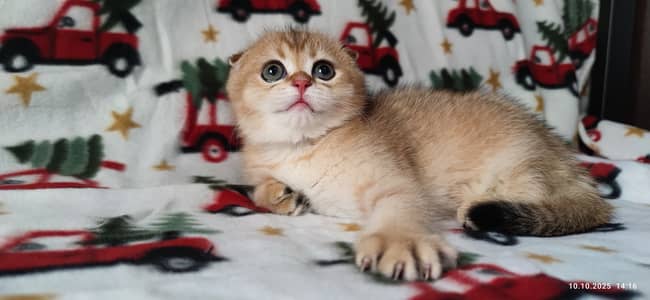 Scottish fold