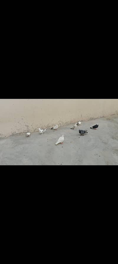 pigeon for sale haldy and active