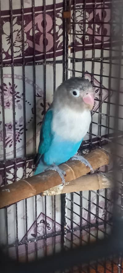 Love Bird Male for Sale
