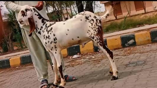 Ma Sha Allah , Bohat Khoobsorat Mota Taza Bakra