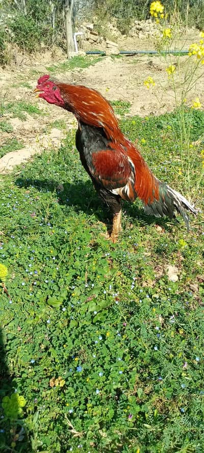 Breader Aseel for sale