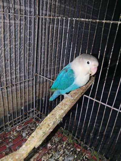 Blue Opaline