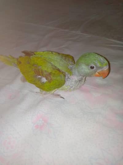 Ray Kashmiri Chick  Baby