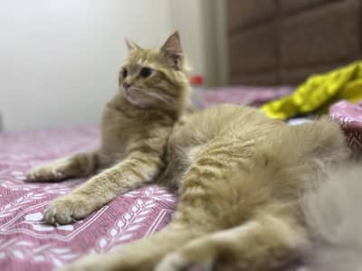 Cross of persian and abysin