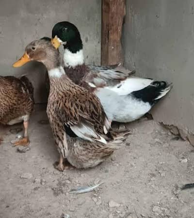 Desi Duck and also duck chicks are available