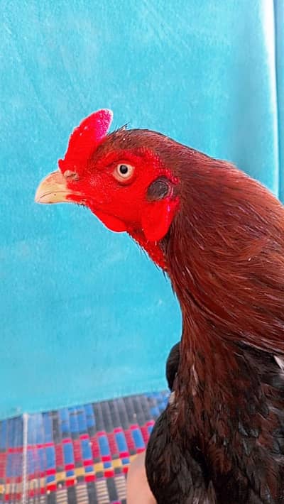 aseel phaty collection