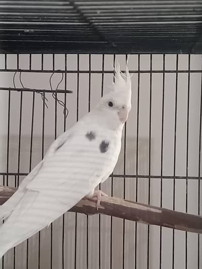 Cocktail male for sale