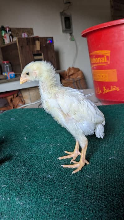 King Size White Oh Shamo Chicks