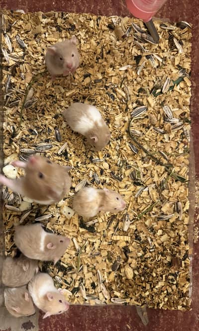 Healthy active cute hamsters babies available in lahore