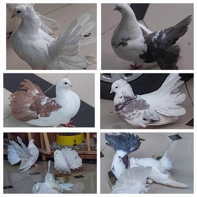 indian fentyl red black tail