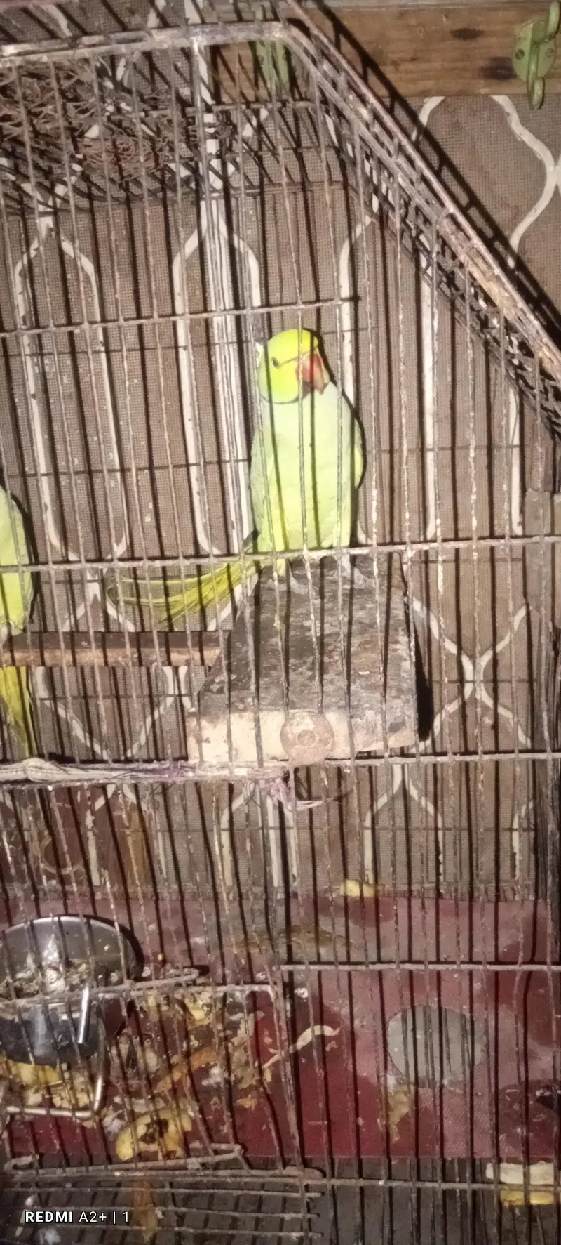 green parrot